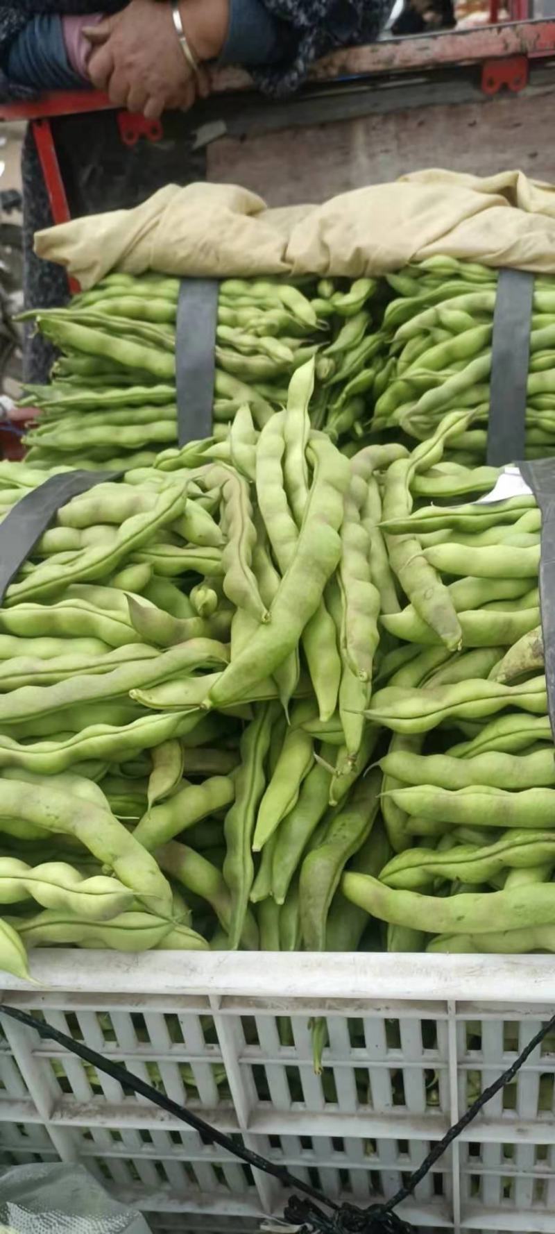 无筋豆，四季豆大量上市