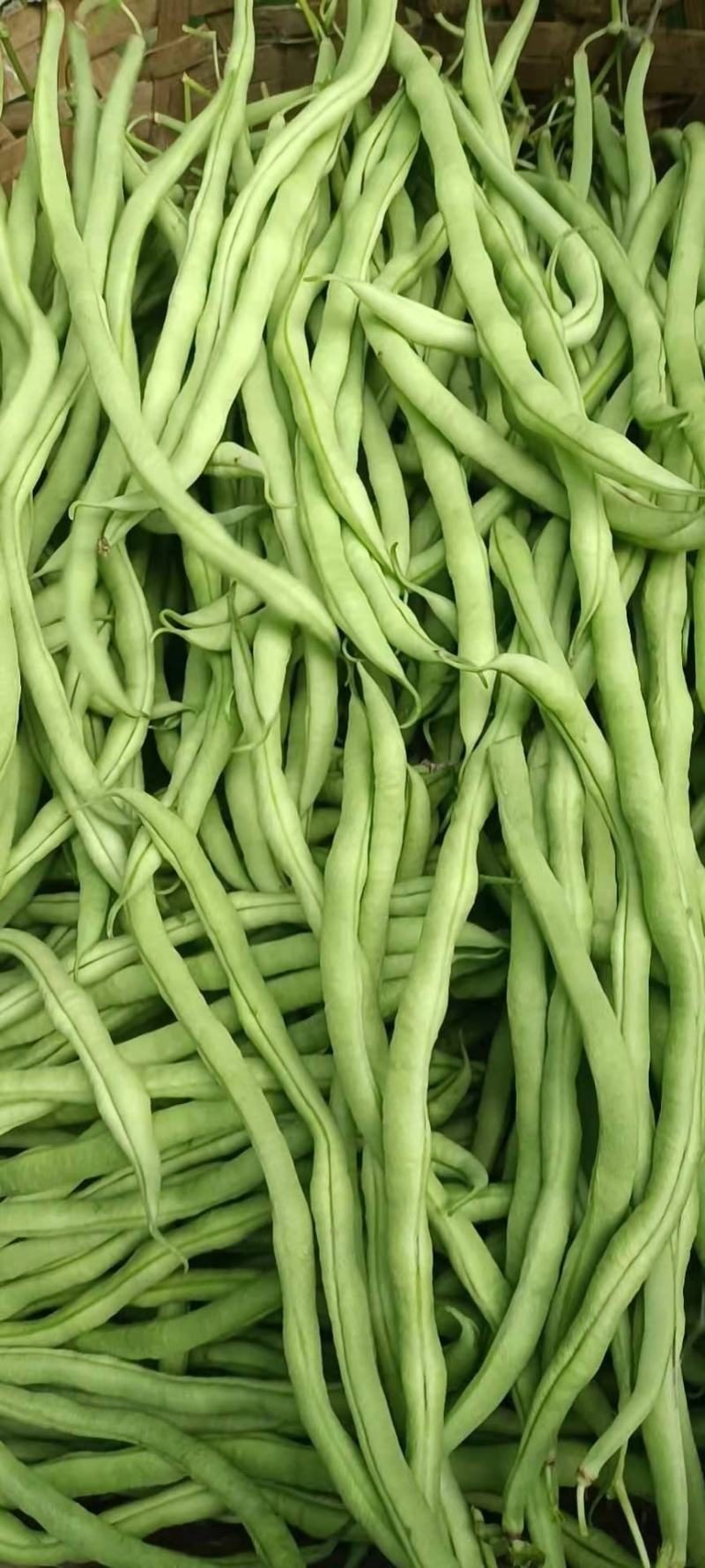 无筋豆，四季豆大量上市