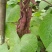 无筋豆，四季豆大量上市