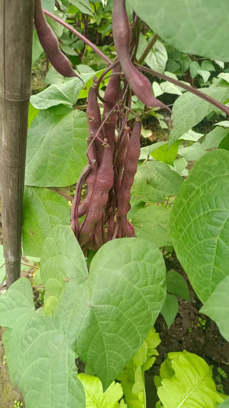 无筋豆，四季豆大量上市