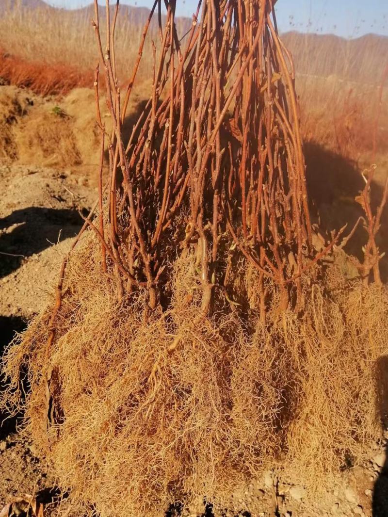 东北抗寒五味子苗产量高易管理可鲜食可加工
