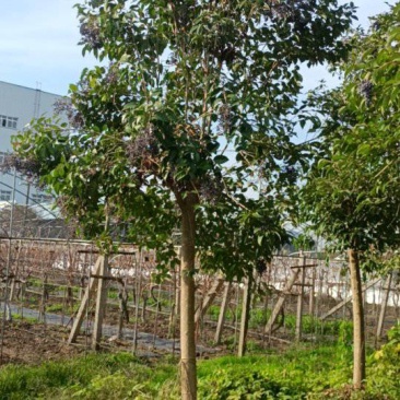 漂亮的东台大叶女贞正在低价处理，自已的苗圃特价特价
