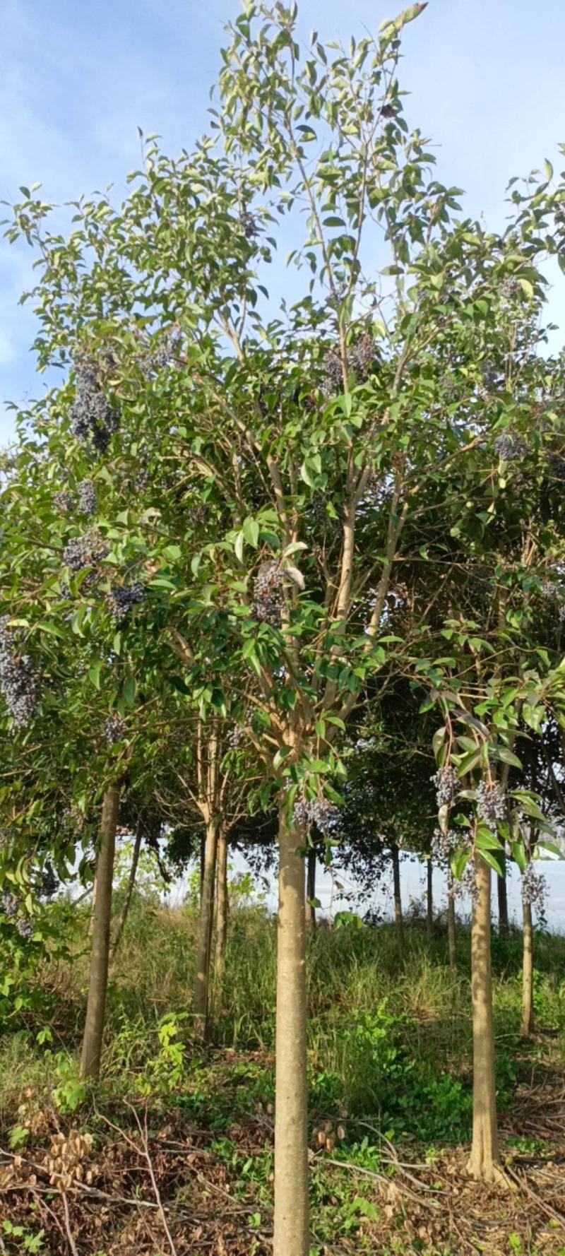 漂亮的东台大叶女贞正在低价处理，自已的苗圃特价特价