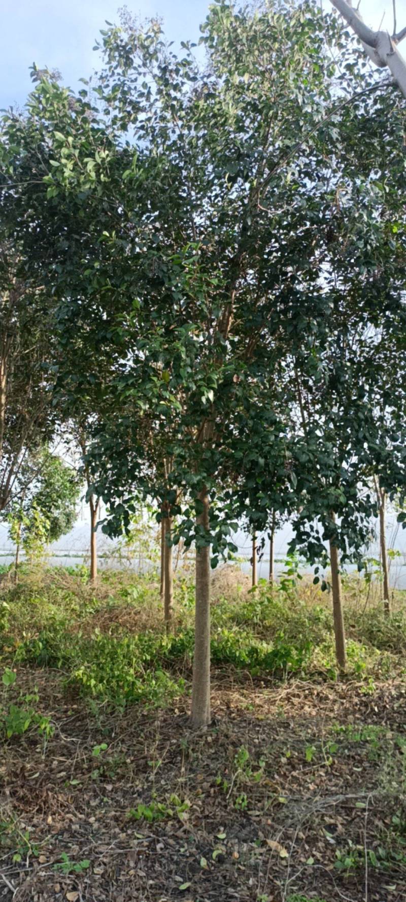 漂亮的东台大叶女贞正在低价处理，自已的苗圃特价特价