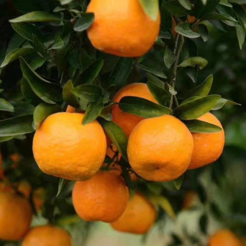 精品椪柑柑桔碰柑质量很好的，产地看货。口感非常好