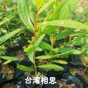 台湾相思种苗