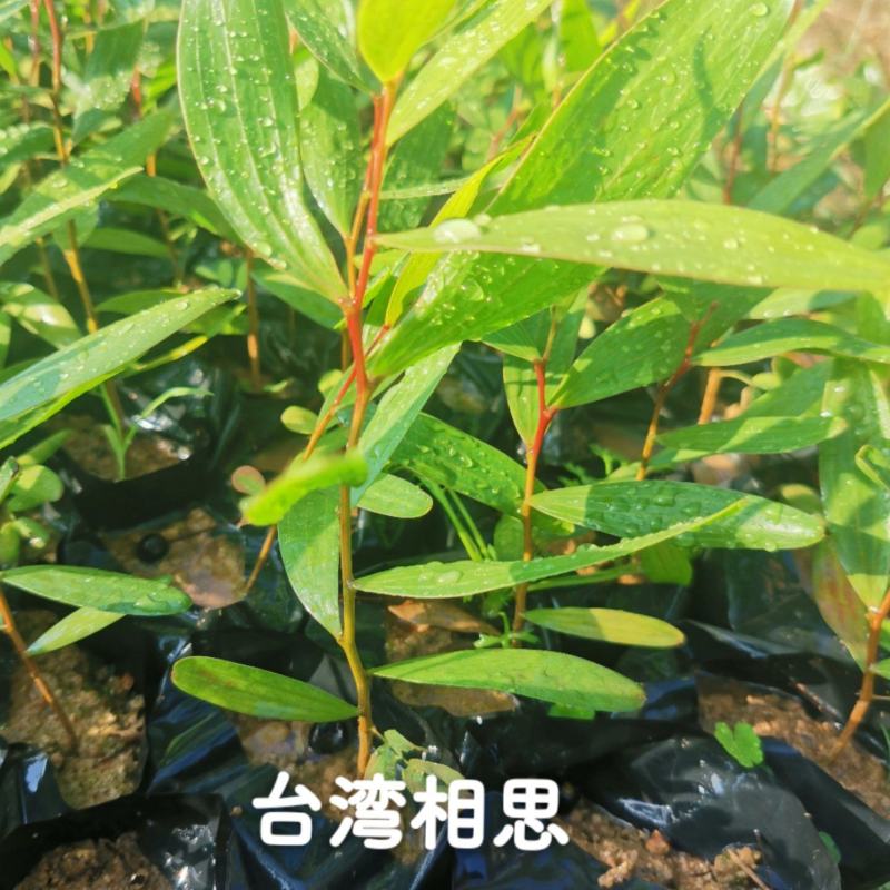台湾相思种苗