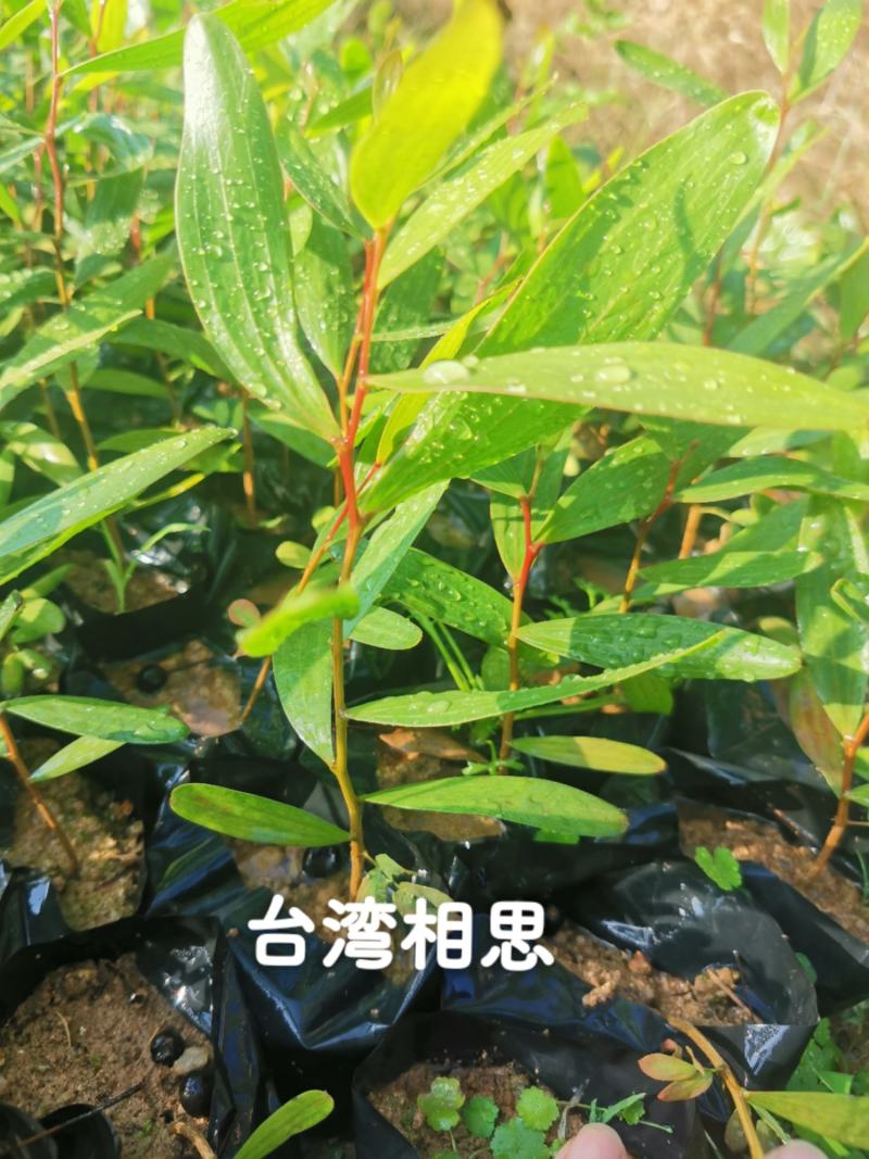台湾相思种苗
