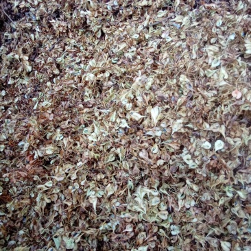 虎杖种子，高质量虎杖种子可基地观察