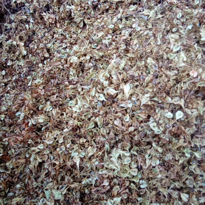 虎杖种子，高质量虎杖种子可基地观察