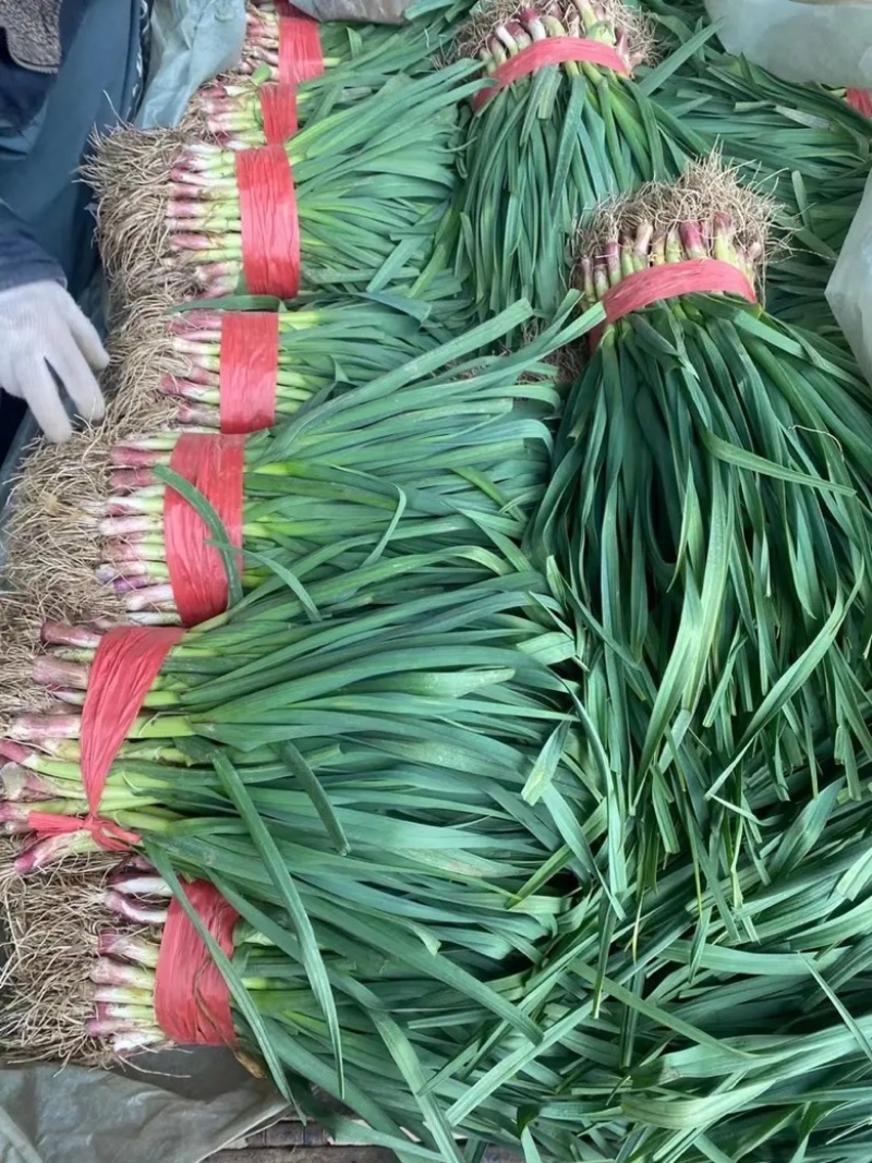 江苏大丰红根蒜苗万亩甚地持续供应品质保证，产地直供
