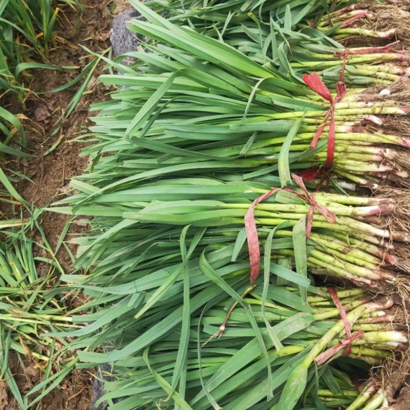 江苏大丰红根蒜苗万亩甚地持续供应品质保证，产地直供