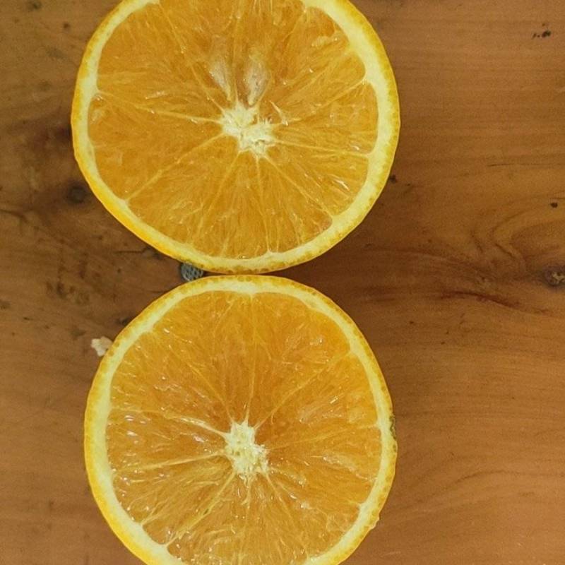 秭归脐橙