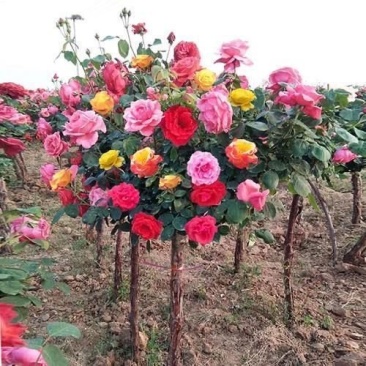 树桩月季花苗特大花多色花朵四季开花庭院高杆棒棒糖嫁接树状