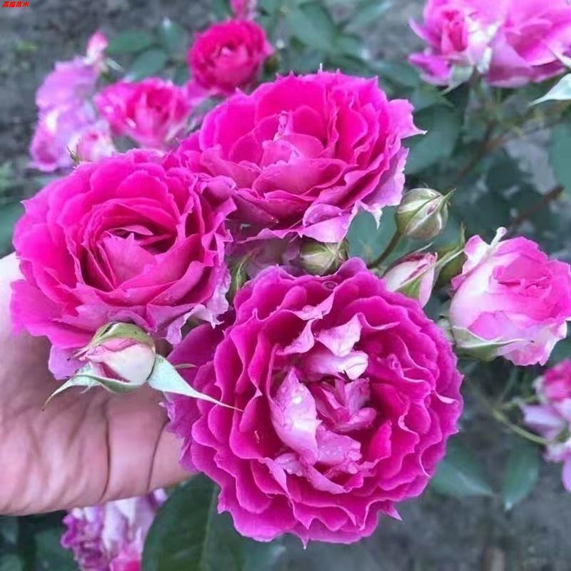 树桩月季花苗特大花多色花朵四季开花庭院高杆棒棒糖嫁接树状