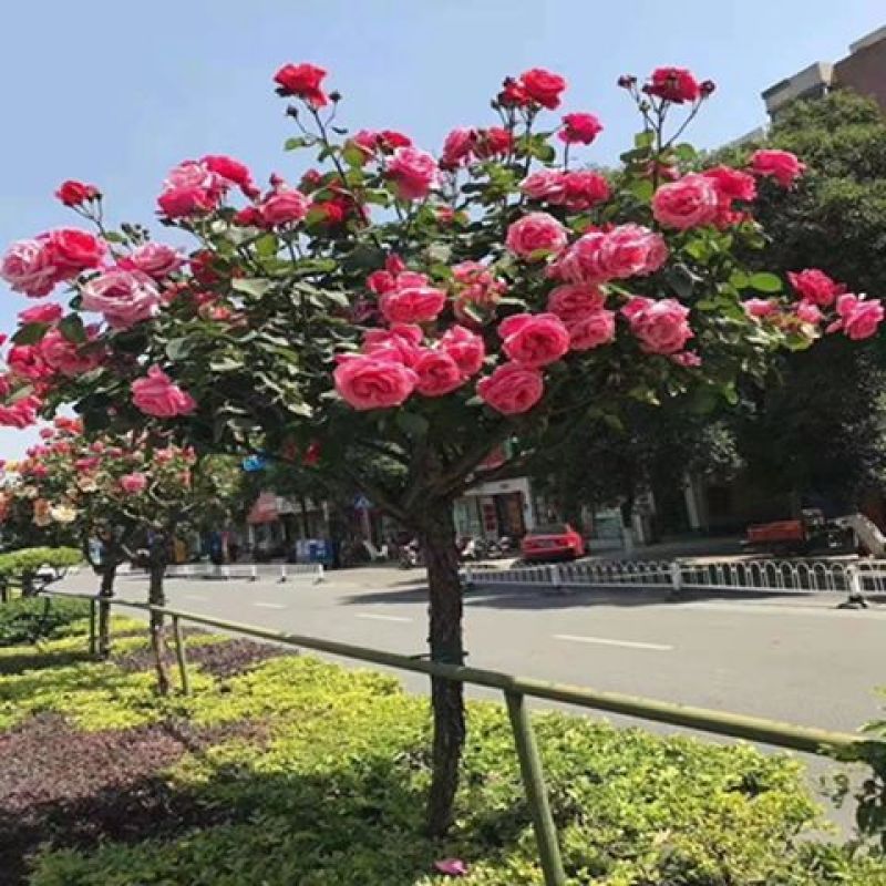 树桩月季花苗特大花多色花朵四季开花庭院高杆棒棒糖嫁接树状