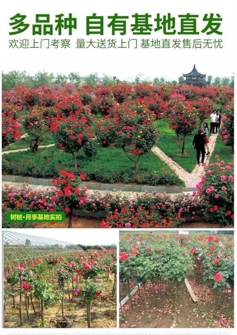 树桩月季花苗特大花多色花朵四季开花庭院高杆棒棒糖嫁接树状