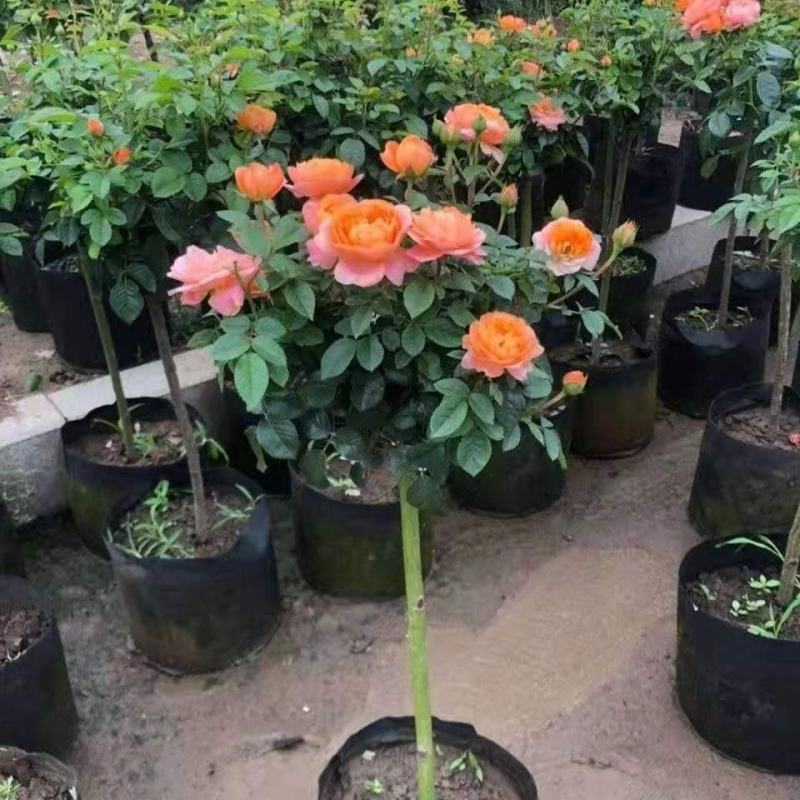 树桩月季花苗特大花多色花朵四季开花庭院高杆棒棒糖嫁接树状