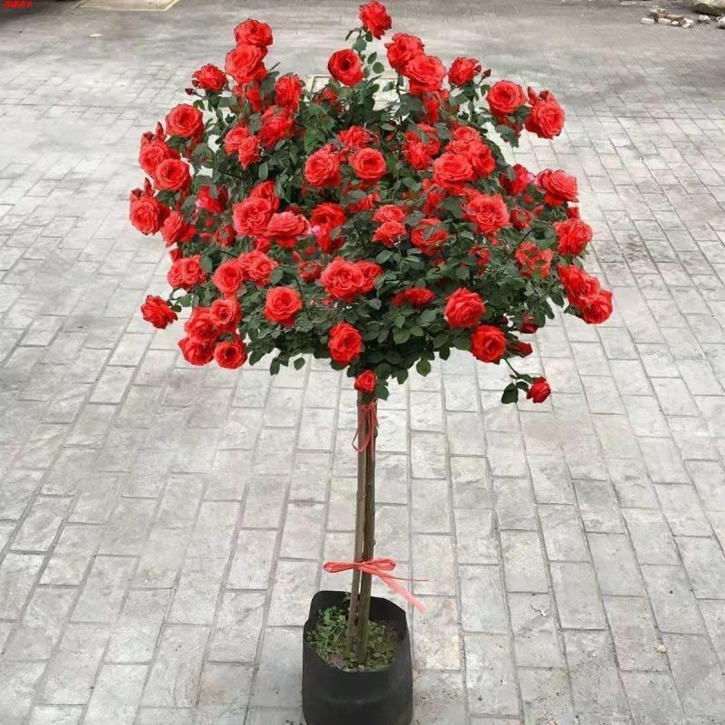 树桩月季花苗特大花多色花朵四季开花庭院高杆棒棒糖嫁接树状