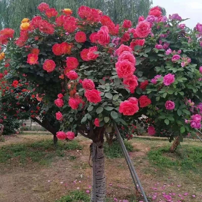 树桩月季花苗特大花多色花朵四季开花庭院高杆棒棒糖嫁接树状