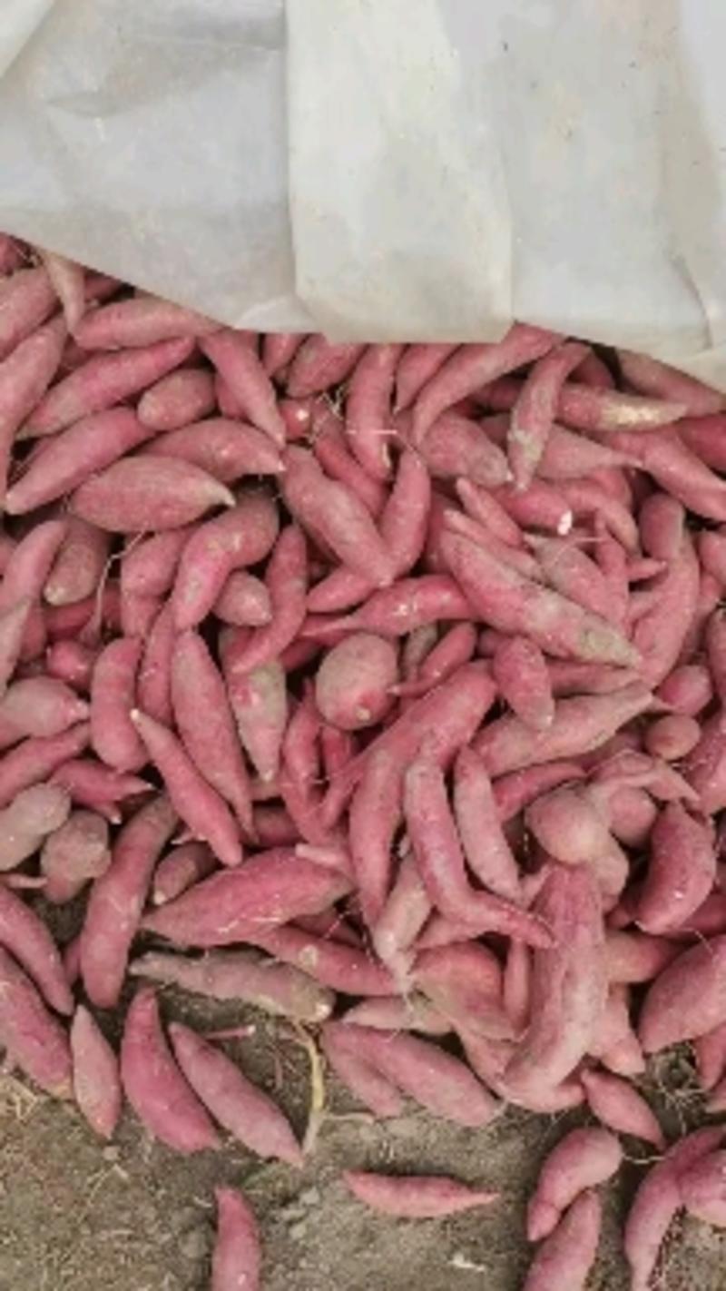 万亩西瓜红红薯基地，大量供应西瓜红红薯，一条龙服务