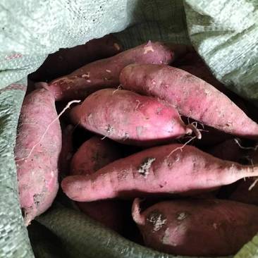 万亩西瓜红红薯基地，大量供应西瓜红红薯，一条龙服务