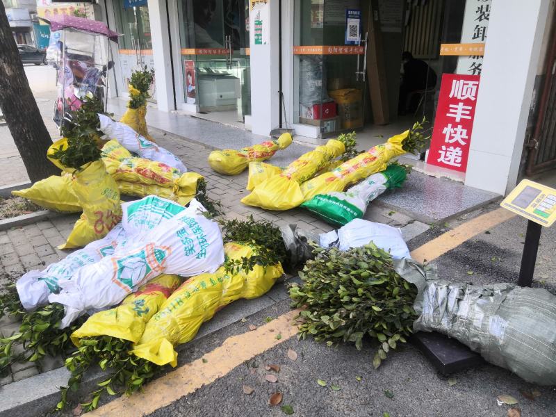 油茶树苗，长林系湘林系，25公分到75，全国批发运费到付
