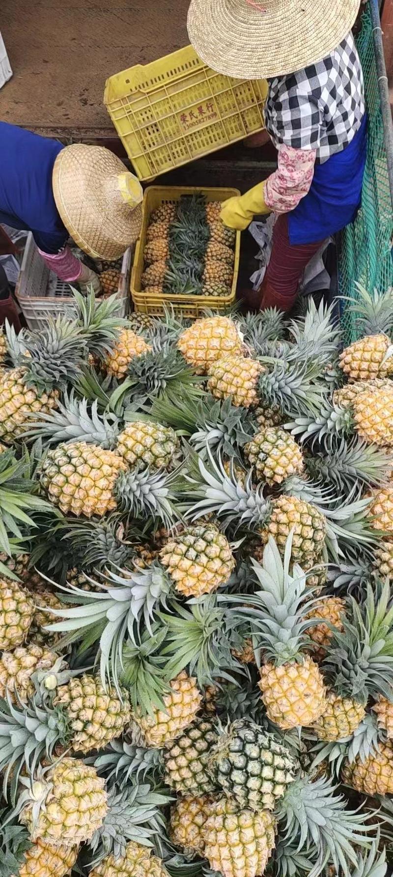 精品菠萝、凤梨大量供应市场电商工厂货品质保证
