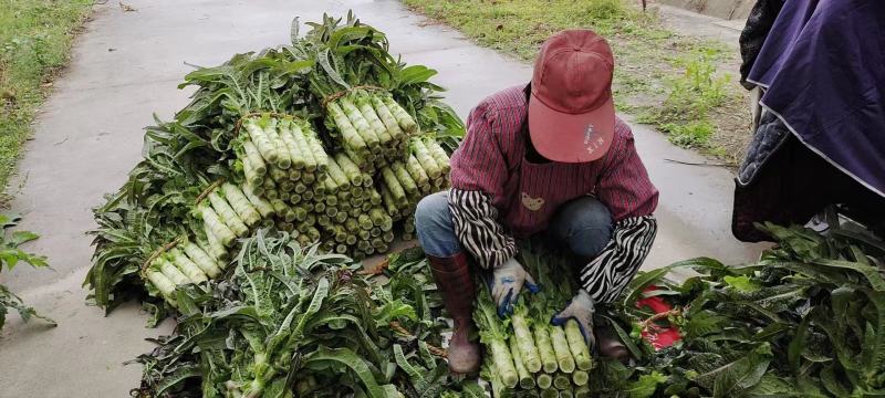 香莴苣，红皮红叶