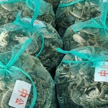 大闸蟹，老头蟹，大量供应，欢迎各位老板跟我在一亩田做生意