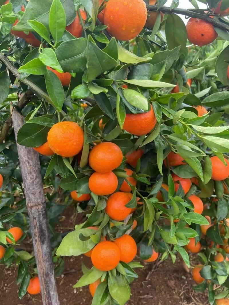 东方红，大量精品世纪红供应，颜色好，果面干净，口感好。
