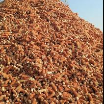 大量玉米芯.玉米颗粒出售预售.长期大量供应.源头直发