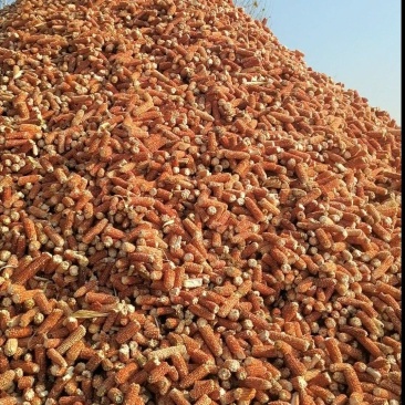大量玉米芯.玉米颗粒出售预售.长期大量供应.源头直发