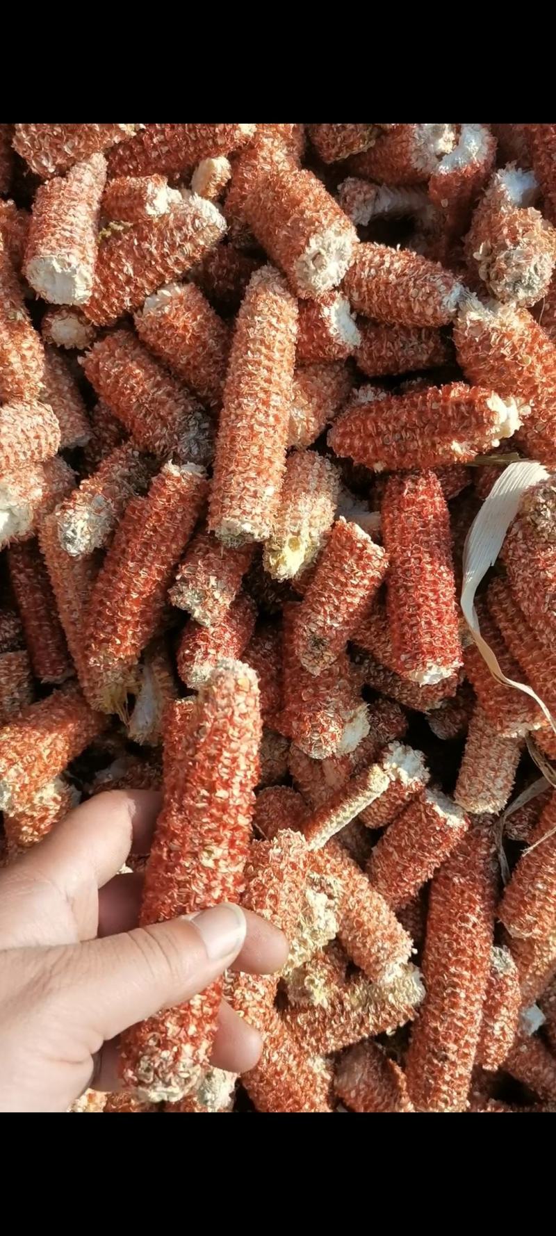 大量玉米芯.玉米颗粒出售预售.长期大量供应.源头直发
