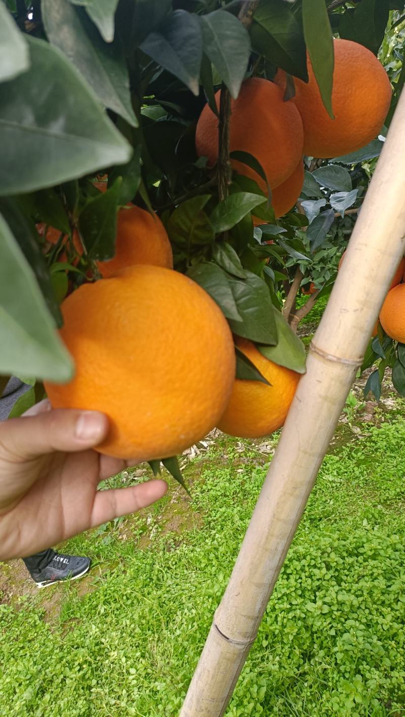 精品鲜果纽荷尔脐橙长虹脐橙九月红脐橙圆红脐橙