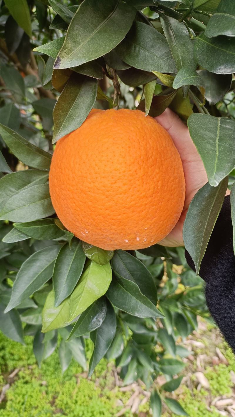 精品鲜果纽荷尔脐橙长虹脐橙九月红脐橙圆红脐橙