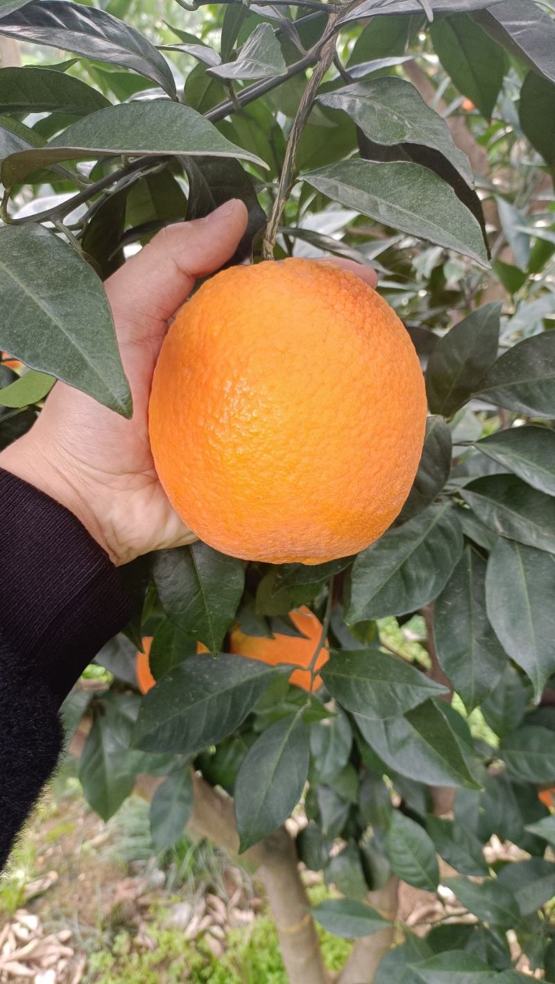 精品鲜果纽荷尔脐橙长虹脐橙九月红脐橙圆红脐橙