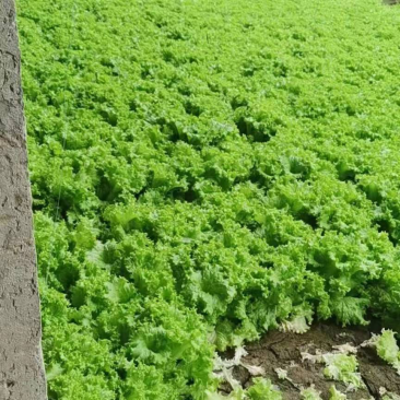 自家种植生菜油麦菜量多有意向联系