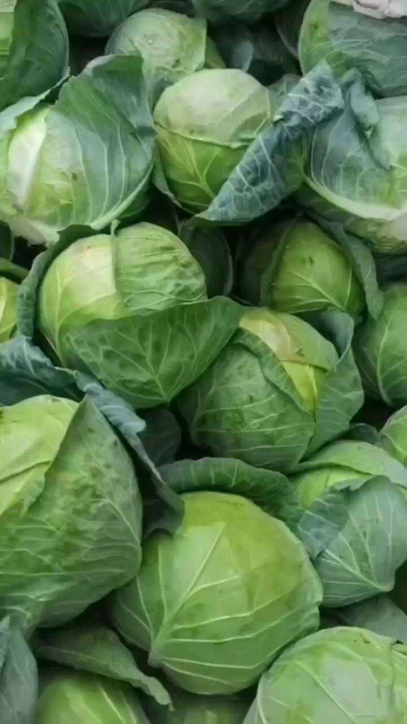 【热卖中】甘肃天水武山铁头甘兰大量有货，一手货源欢迎选购