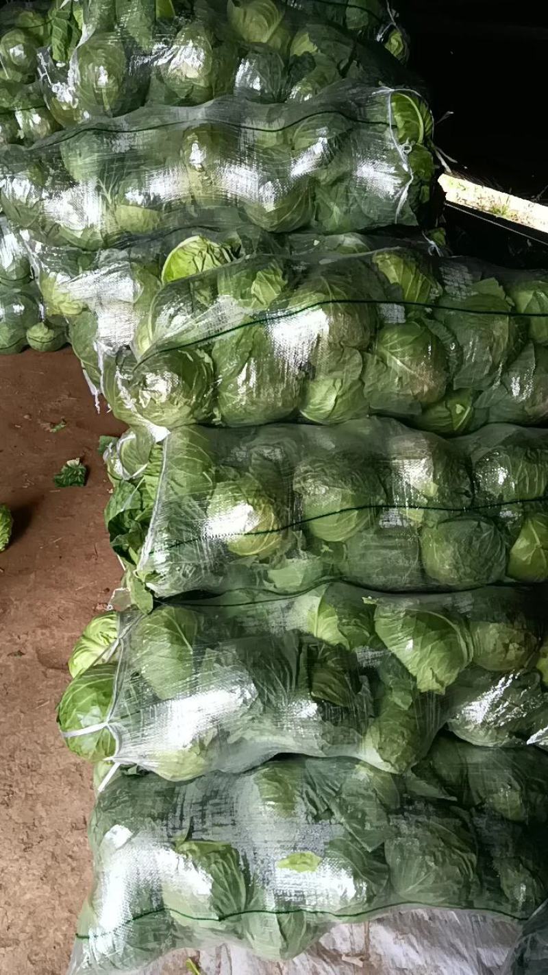 【热卖中】甘肃天水武山铁头甘兰大量有货，一手货源欢迎选购