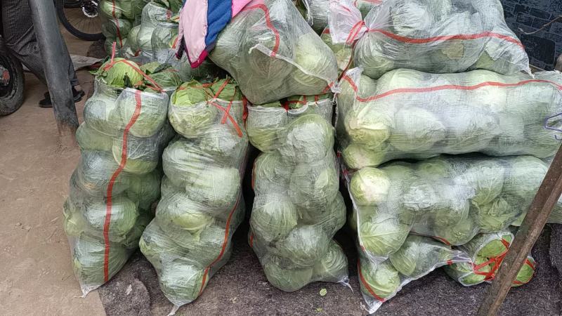 【热卖中】甘肃天水武山铁头甘兰大量有货，一手货源欢迎选购