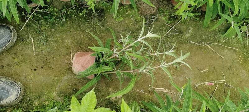 双色杯墨西哥鼠尾草