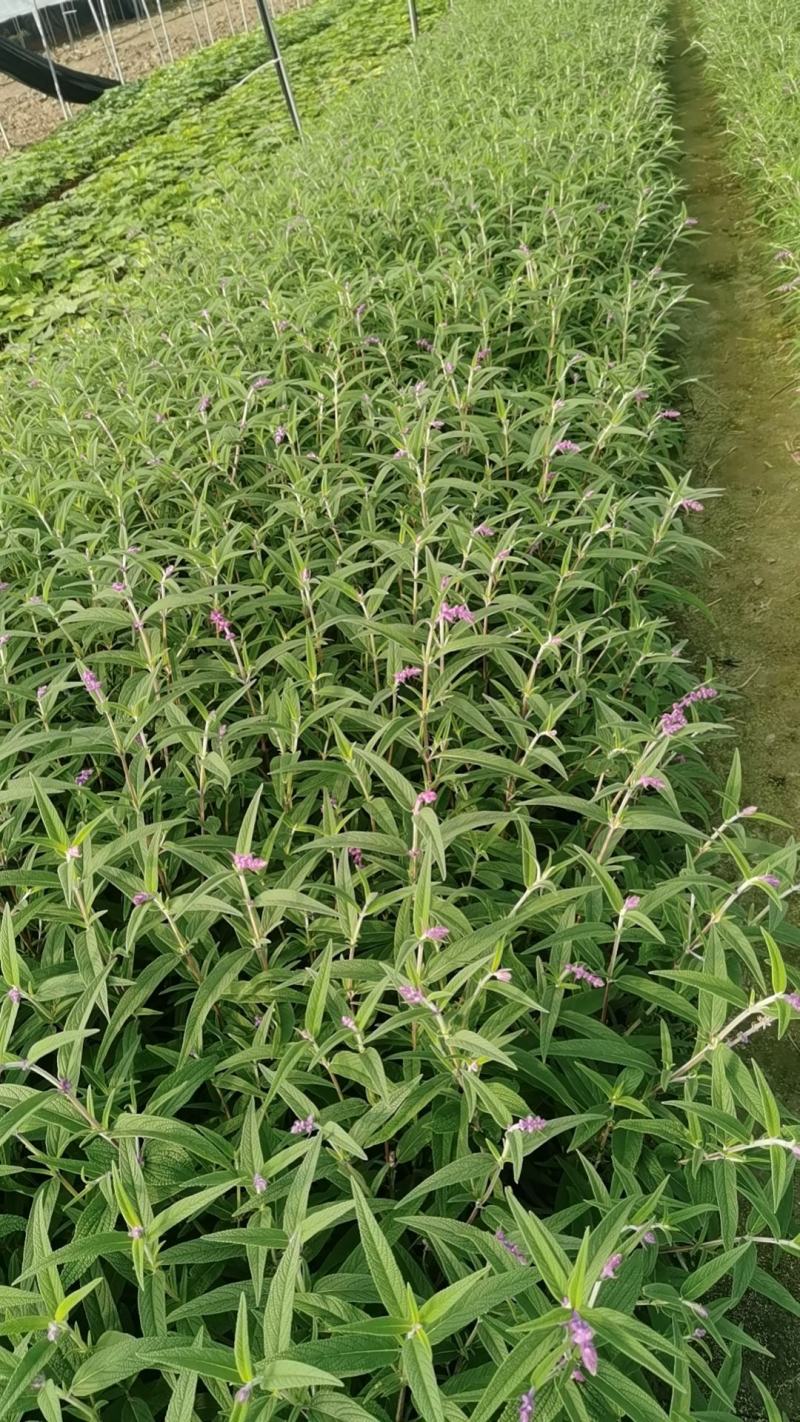 双色杯墨西哥鼠尾草