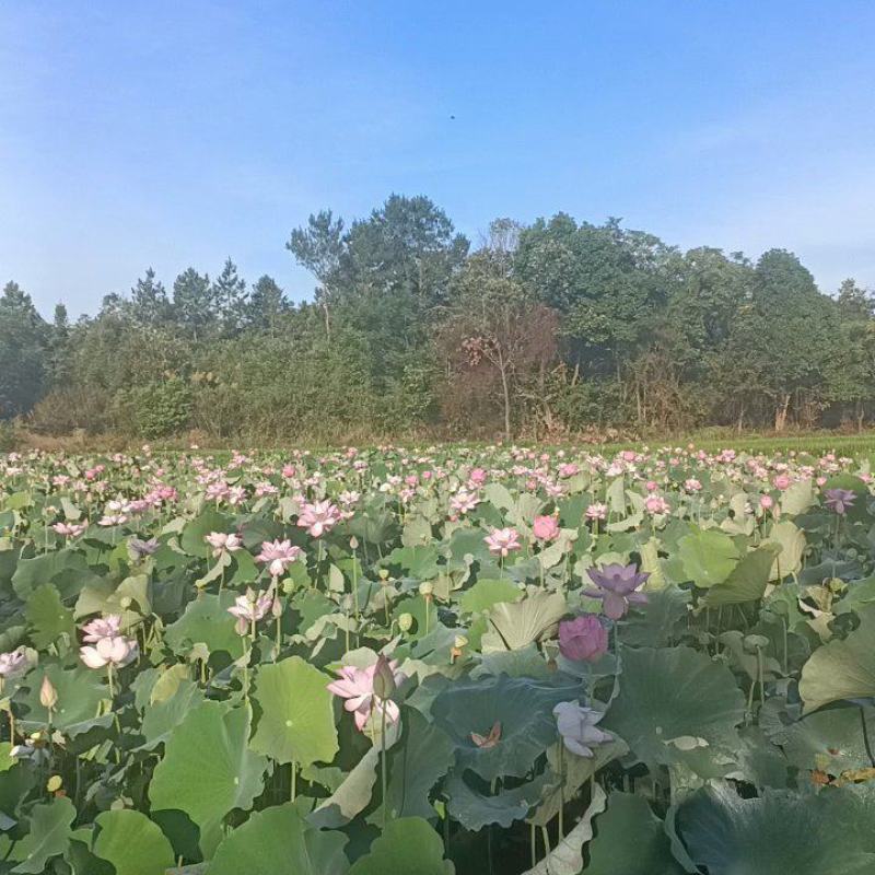 【莲藕苗】江西莲藕培植太空36号莲子苗品质保证技术指导