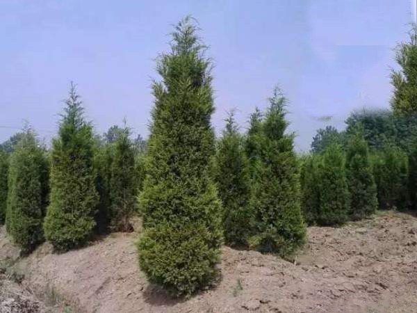 塔柏与侧柏植株对比图