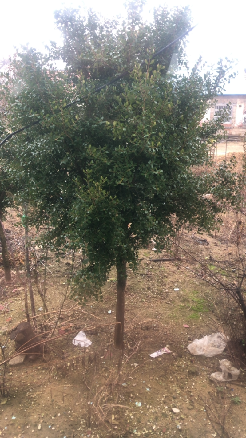 黄杨树，二十多年的瓜子黄杨树，长势好，欢迎关注选购