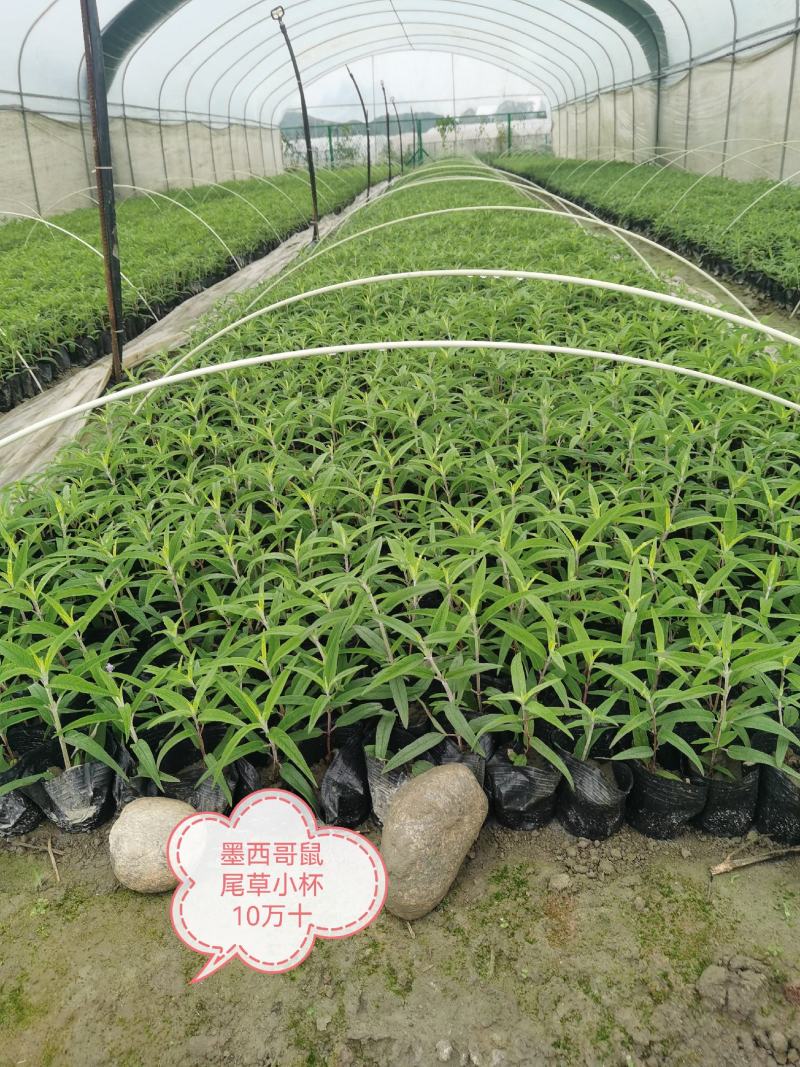 墨西哥鼠尾草