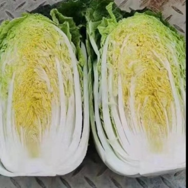 卷心白菜。包菜