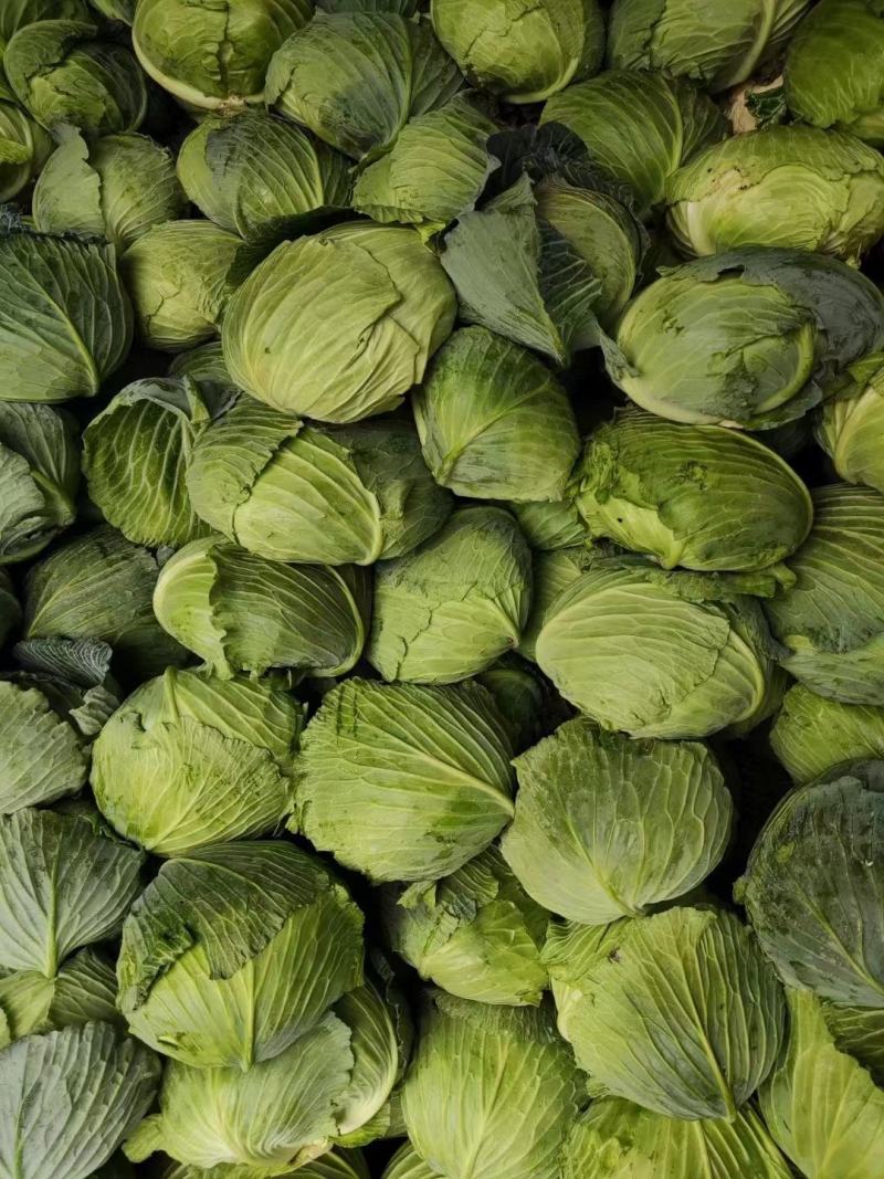 卷心白菜。包菜
