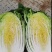 卷心白菜。包菜